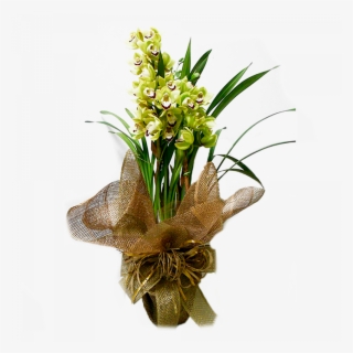 Orquídea Cymbidium Verde