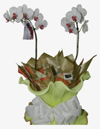 Orquídea Phaleanopisis Com Duas Hastes