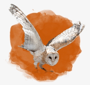 Meet Our Animals - Screech Owl