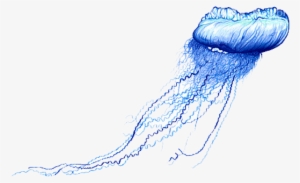 Free Png Blue Bottle Jellyfish Png Images Transparent - Blue Bottle Jellyfish Png