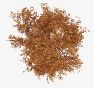 Encontrado En Google Pinterest - Tree Png Plan