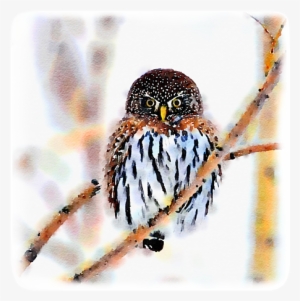 Click And Drag To Re-position The Image, If Desired - Owl