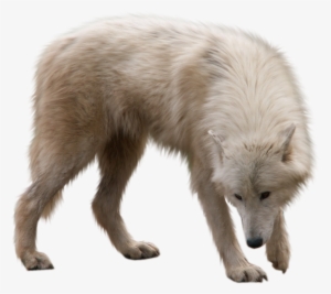 Winter Animals Png - Animal Png