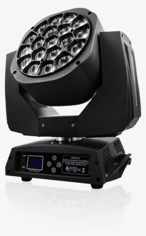 Stage Light For Your Bussiness - Asian Giant Hornet