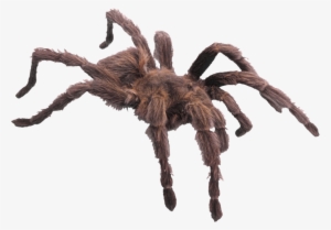Spider Png Image - Has 4 Legs And 1 Foot