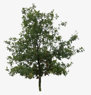 Oak Trees Png Picture Transparent Stock
