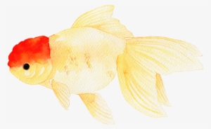 Goldfish - Chinese Drawn Fish