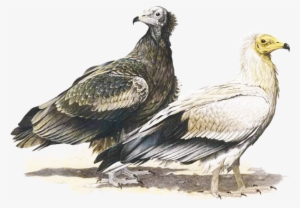 Egyptian Vulture - Egyptian Vulture Illustration