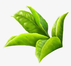 Green Tea Leaves Png Clipart Freeuse - Green Tea Leaf Png