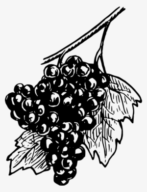 How To Set Use Grapes Svg Vector