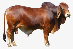 Bull Png Free Download - Cow Png