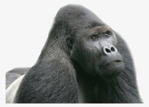 Download - Eastern Lowland Gorilla Png