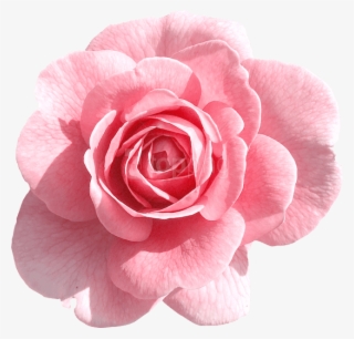 Pink Flowers Png Image - Rose Pink Png