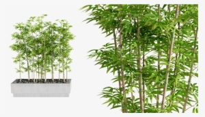 Interior Plants Previous Next - Bamboo