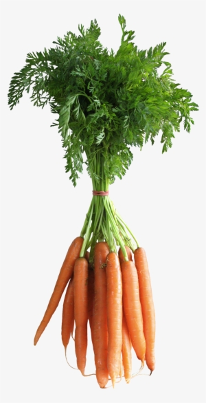 Carrots Png Clipart Picture Fruits And Vegetables, - Transparent Background Carrots Png
