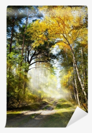 Art Beautiful Morning In The Misty Autumn Forest With - Forest