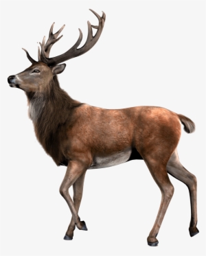 Single Deer - Venado Png