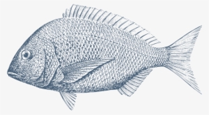 Nordsee - Dorada Dibujo