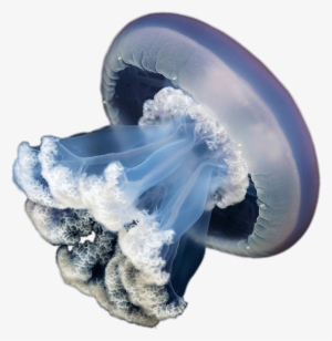 Jellyfish - Jellyfish Png