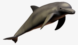 Dolphin With Transparent Background