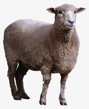Sheep Png Image - Sheep Png
