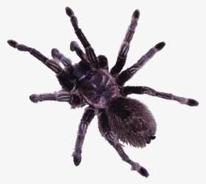 Spineless Wonders: Strange Tales From The Invertebrate