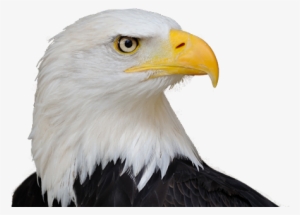 Bald Eagle Png Free Download - Life Size Birds: The Big Book Of North American Birds
