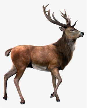 Deer With Transparent Background Png - Best Gift - Hunters Will Do Anything