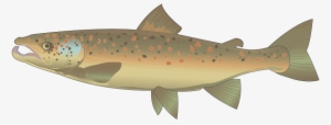 Come Back, Salmon - Brown Trout