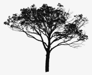 Tree Vector Black And White, Tree Vector Clipart, Tree - Manfred-symphonie H-moll Op.58 Sacd Hybrid