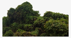Tropical Bush Png Picture Library Download - Portable Network Graphics
