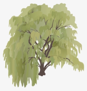 Ian Symbol Salix Sepulcralis - Provide The Shade Wall Calendar