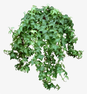 English Ivy Png
