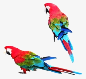 Colorful Parrot Png Image - Parrot Png