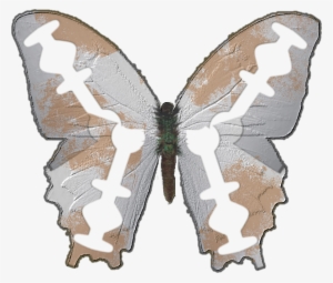 Razorblade Butterfly - Papilio Machaon