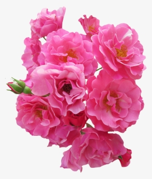 Bunch Pink Rose Flower Png Image - Flores Rosadas En Png
