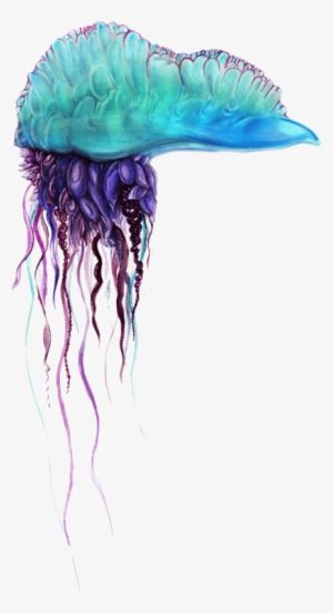Free Png Blue Bottle Jellyfish Png Pics Png Images - Physalia Utriculus