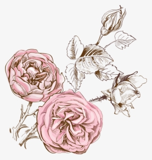 Svg Freeuse Stock Blackberry Drawing Watercolor - Qualitas Candles Beeswax Rose Scented Candle