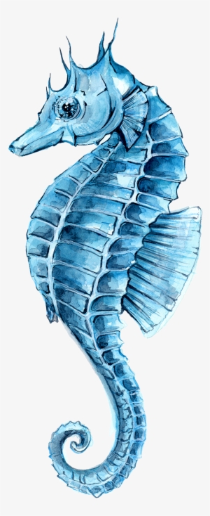 Drawing Watercolor Painting Seahorse Clip Art - Caballito De Mar Acuarela