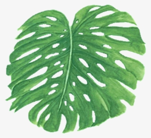 Palm Leaf