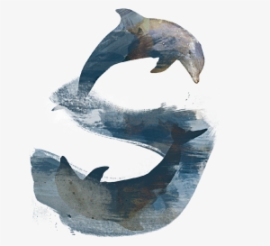 Charles Bail - S - Common Bottlenose Dolphin