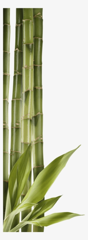 Bamboo Left Side