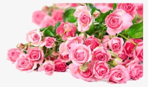 Roses Photos Mart - Pink Rose Full Hd