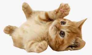 Playing Transparent Background - Cute Cat
