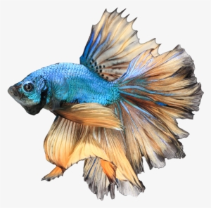 Betta Png Free Download - Betta Png