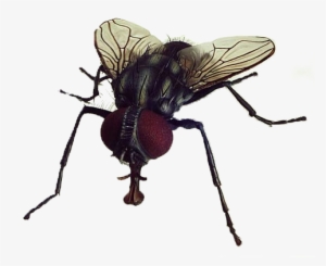Fly With Transparent Background