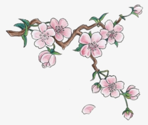 Cherry Blossoms - Cherry Blossom Png
