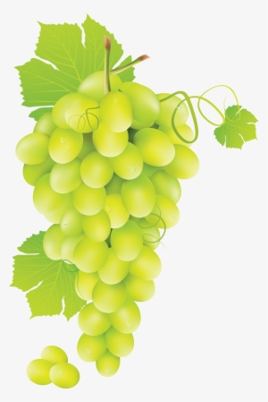 Grape Vine Png Hd Free Transparent Grape Vine Hd