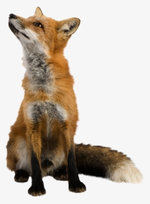 Animal Png