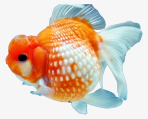 Goldfish Png Free Download - Goldfish Png